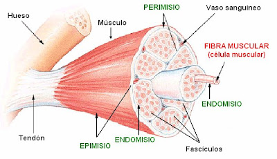 DEFINICION MUSCULO definicion musculo: