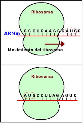 La síntesis de proteínas comienza en el momento en que el ARN mensajero se mueve por el ribosoma hasta el codón AUG. Las subunidades ribosomales se unen.