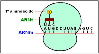 el anticodón del ARN de transferencia se une al codón AUG del ARNm transportando el aminoácido metionina.