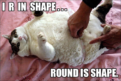 Round+cat.jpg