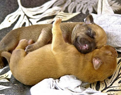 Puppy+hug+-+flickr.jpg