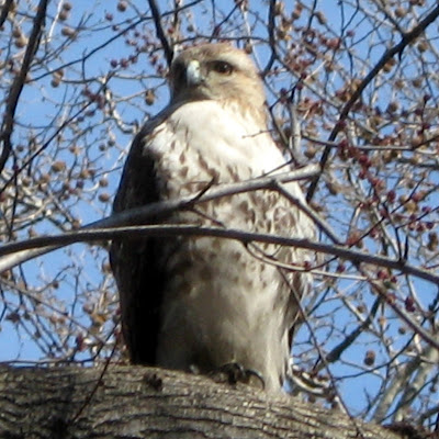 Red-tailed Hawk (Buteo jamaicensis)