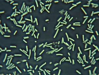 cyanobacteria (blue-green algae)