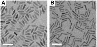 Micrographs of (A) CdSe and (B) CdTe nanocrystal rods used to make Berkeley Lab's solution processed all-inorganic solar cells. (Scale bar, 40 nm. ), Technology Transfer Department, E.O. Lawrence Berkeley National Laboratory, MS 90-1070 Berkeley, CA 94720 (510) 486-6467 FAX: (510) 486-6457