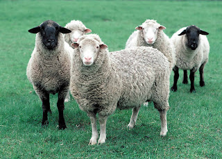 Sheep (Ovis aries), Photo courtesy of USDA Natural Resources Conservation Service.