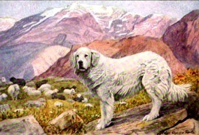 Pyrenean Sheep Dog