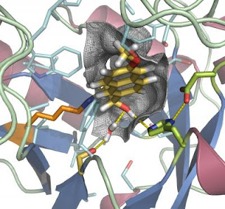 Computer Model of Enzyme Protein