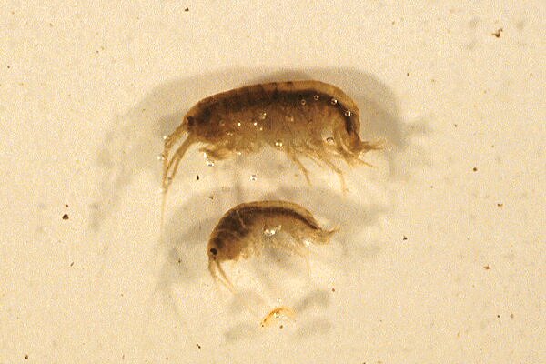 Gammarus_minus.jpg