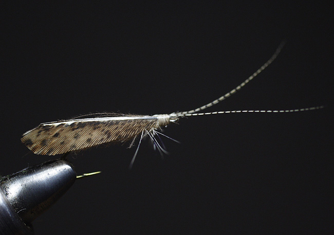 [IMG_08_01_23_caddis_trimmed.jpg]