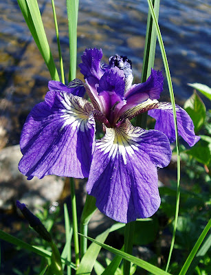 Wild Iris, Eklunta Lake, AK July 2006