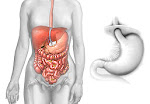 Digestive Health Specialist Jensen Beach Fl Digestive Health Specialist Jensen Beach Fl