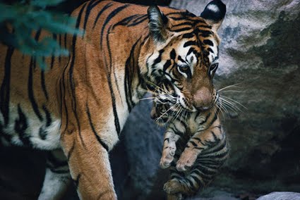 World Tiger Day 2010