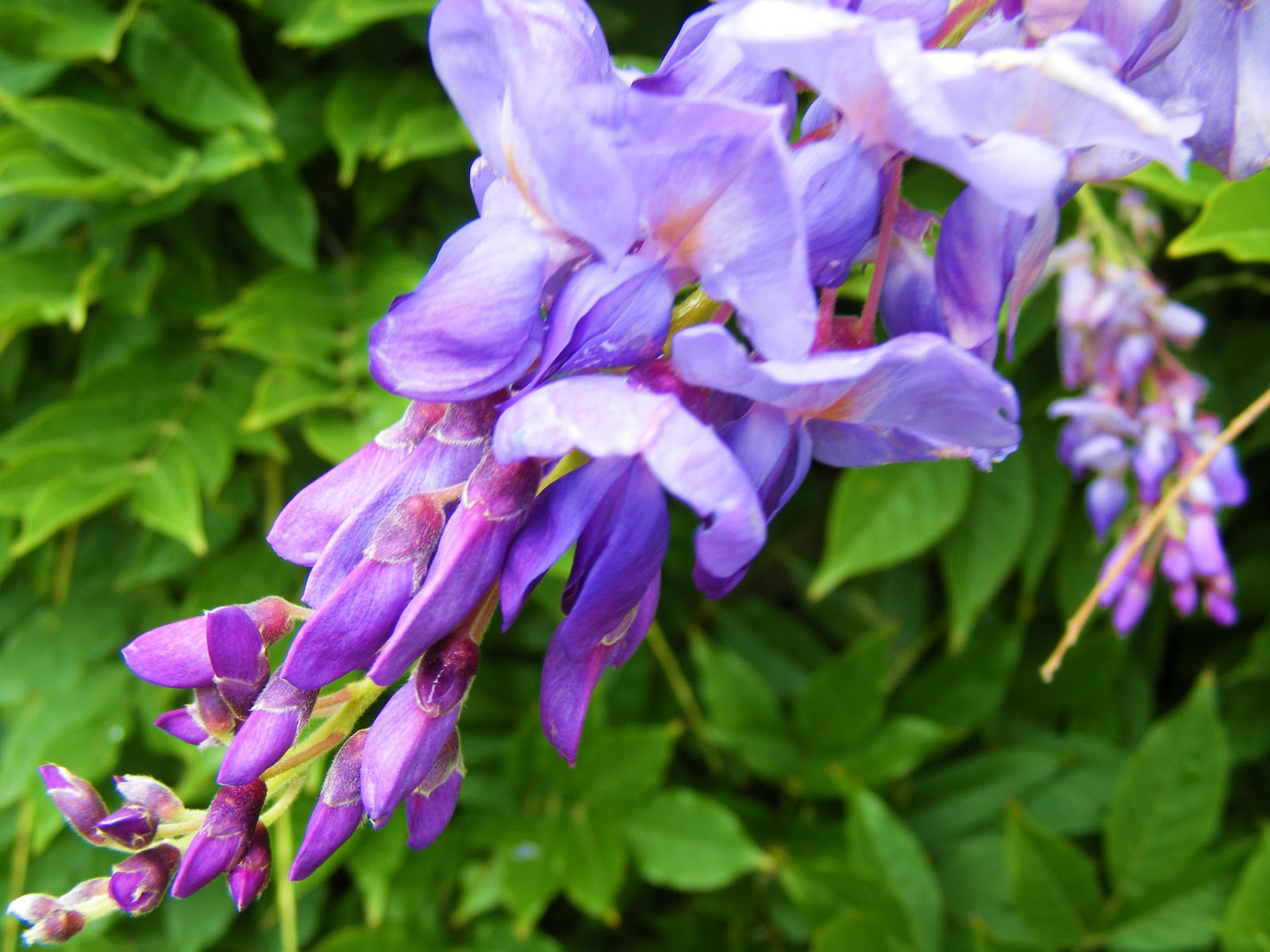 wisteria purple patches