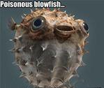 [blowfish.jpg]