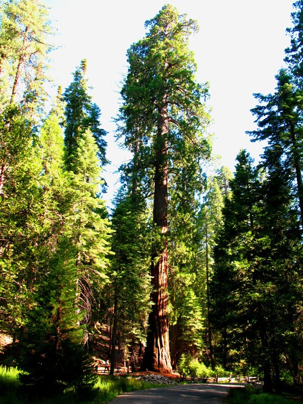  Mariposa had groves of Sequoia trees as old as 1800 years was a win/win.