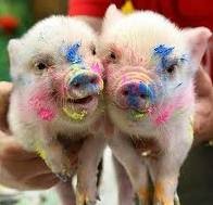 pigs,pigs,pigs paint!