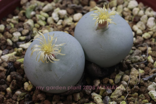 Conophytum Calculus