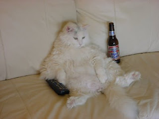 Funny Cat with a Beer