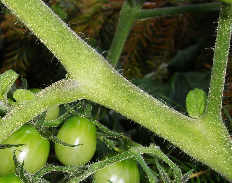 TOMATO  -  SWEET OLIVE F1 HYBRID