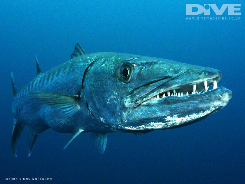 biggest barracuda
