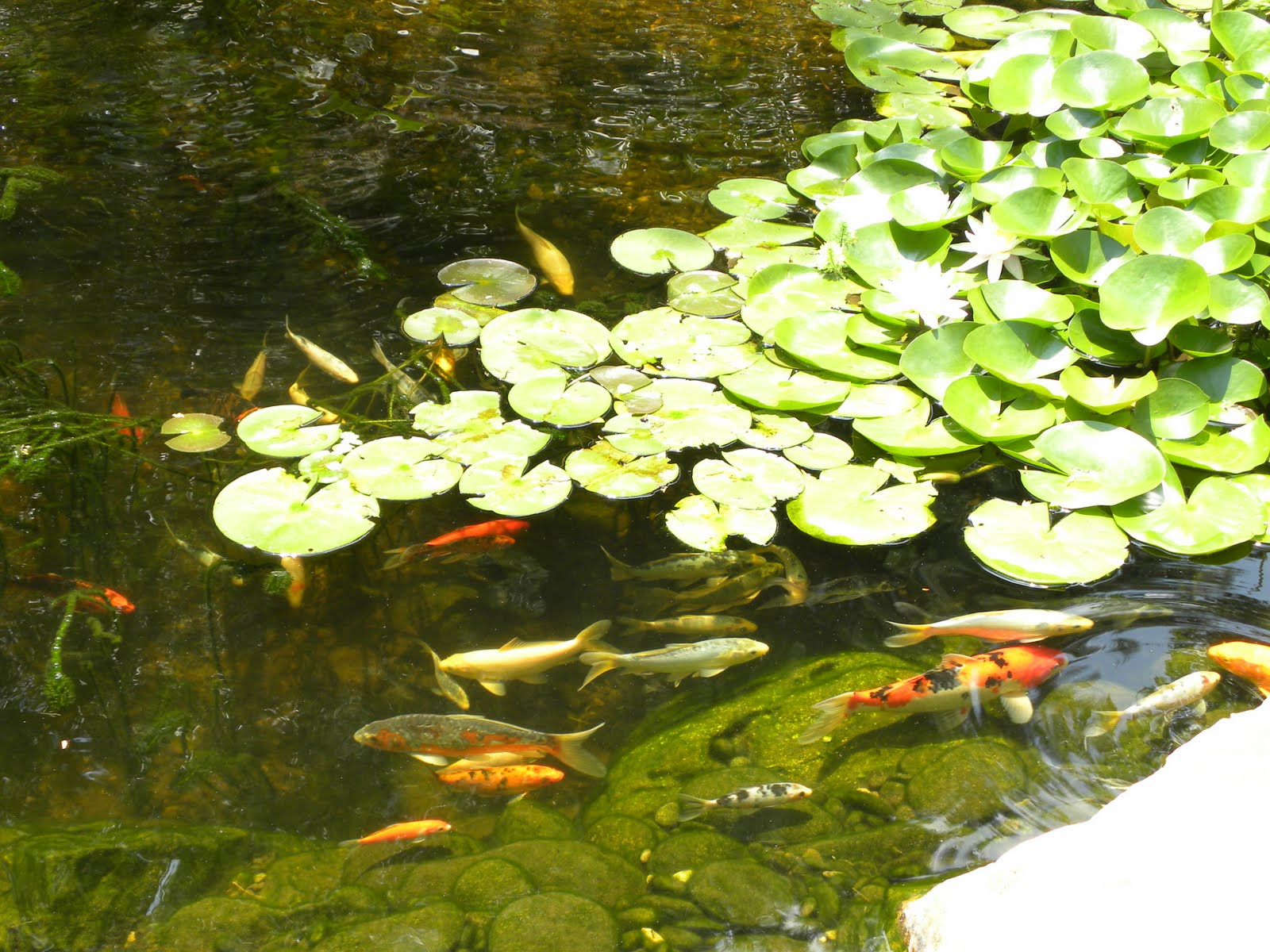 koi-pond-water-monitoring-system8.jpg