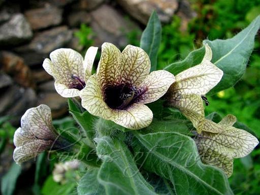 Chenab Industries Kashmir (CIK): Henbane seeds for sale