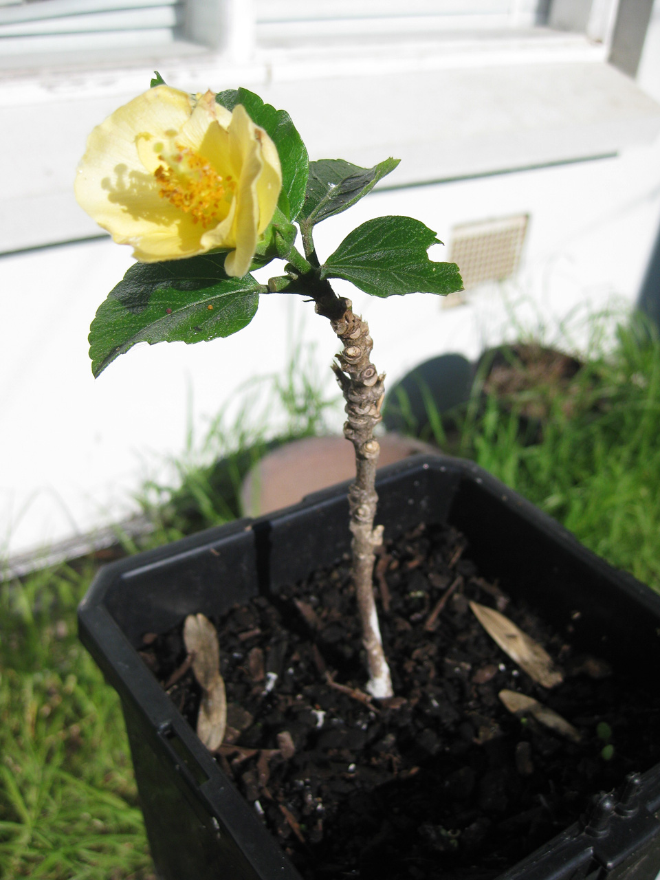 The Night Gardener Hibiscus Cuttings