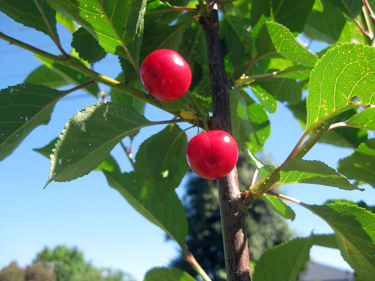 The Night Gardener Lament for my Morello Cherries