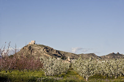 Jumilla Floración de los perales. Pguardio