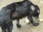 Black Dog Urgent (cying)