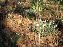 Snowdrop Count 2008