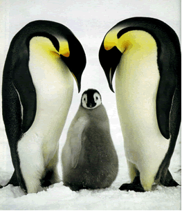 http://3.bp.blogspot.com/_Tk8FwnELnH0/SZWebEzbsrI/AAAAAAAAAL0/XZronwX1uQI/s400/pinguinos.gif