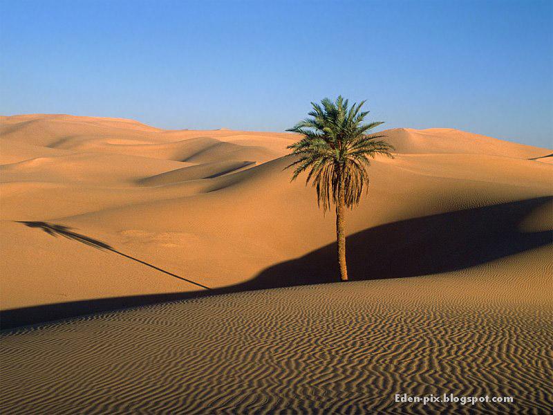 [Lone+Palm,+Sahara+Desert.jpg]