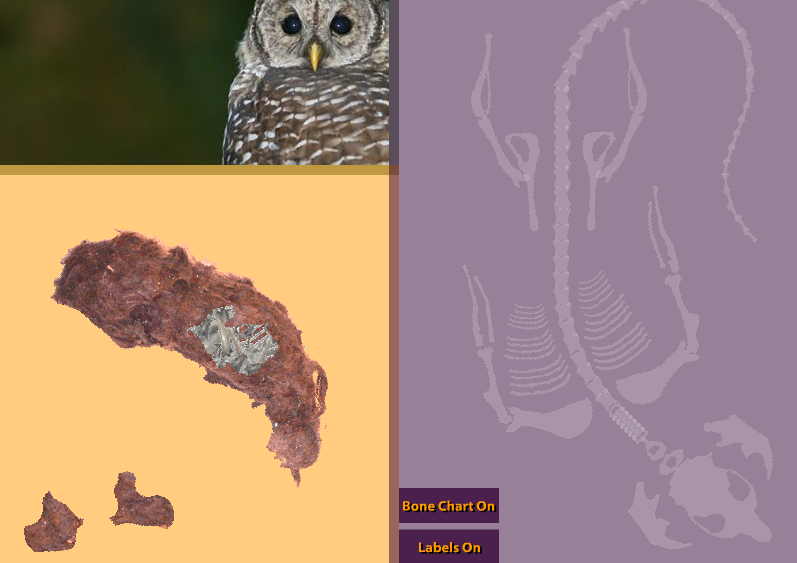 Tech School For Teachers Learn About Owls Virtually Dissect A Pellet