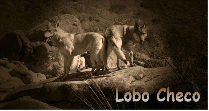 Lobo Checo