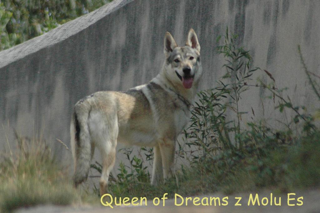 Queen of Dreams z Molu Es