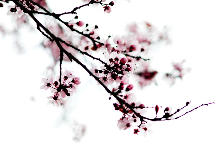 Cherry Blossom tattoo design meanings. Bushido, the samurai's code