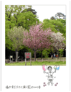 marshmallow sakura in the park of japan