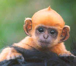 This is what i would looklike if i were born a monkey...