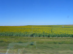 Sun Flowers in South Dakota