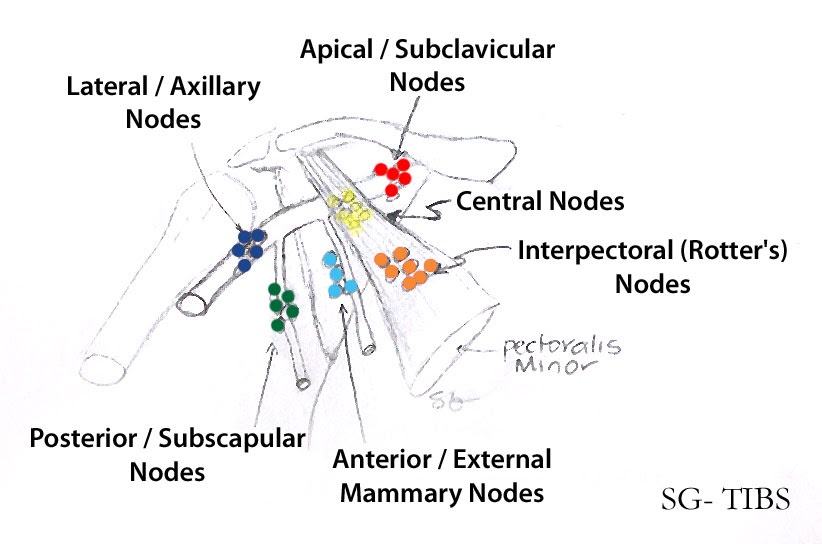 THE INTERNATIONAL BLOG OF SURGERY: Axillary Lymph Nodes