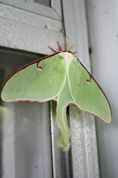 Luna Moth