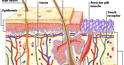 Way to good health: ANATOMY AND PHYSIOLOGY OF SKIN