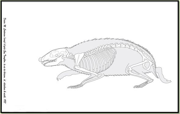 Gary Ralphs Industry Exercises Project: Hedgehogs Anatomy