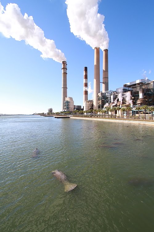 GetawayMoments: Teco Manatee viewing center