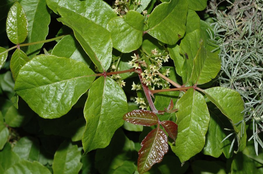 poison oak ivy sumac. poison oak ivy sumac. between