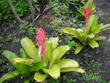 Las bromelias florecen en nuestro Jardin Homa con belleza exhuberante.