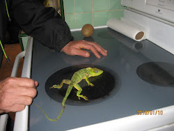 REVIVIMOS UN LAGARTO CONGELADO.