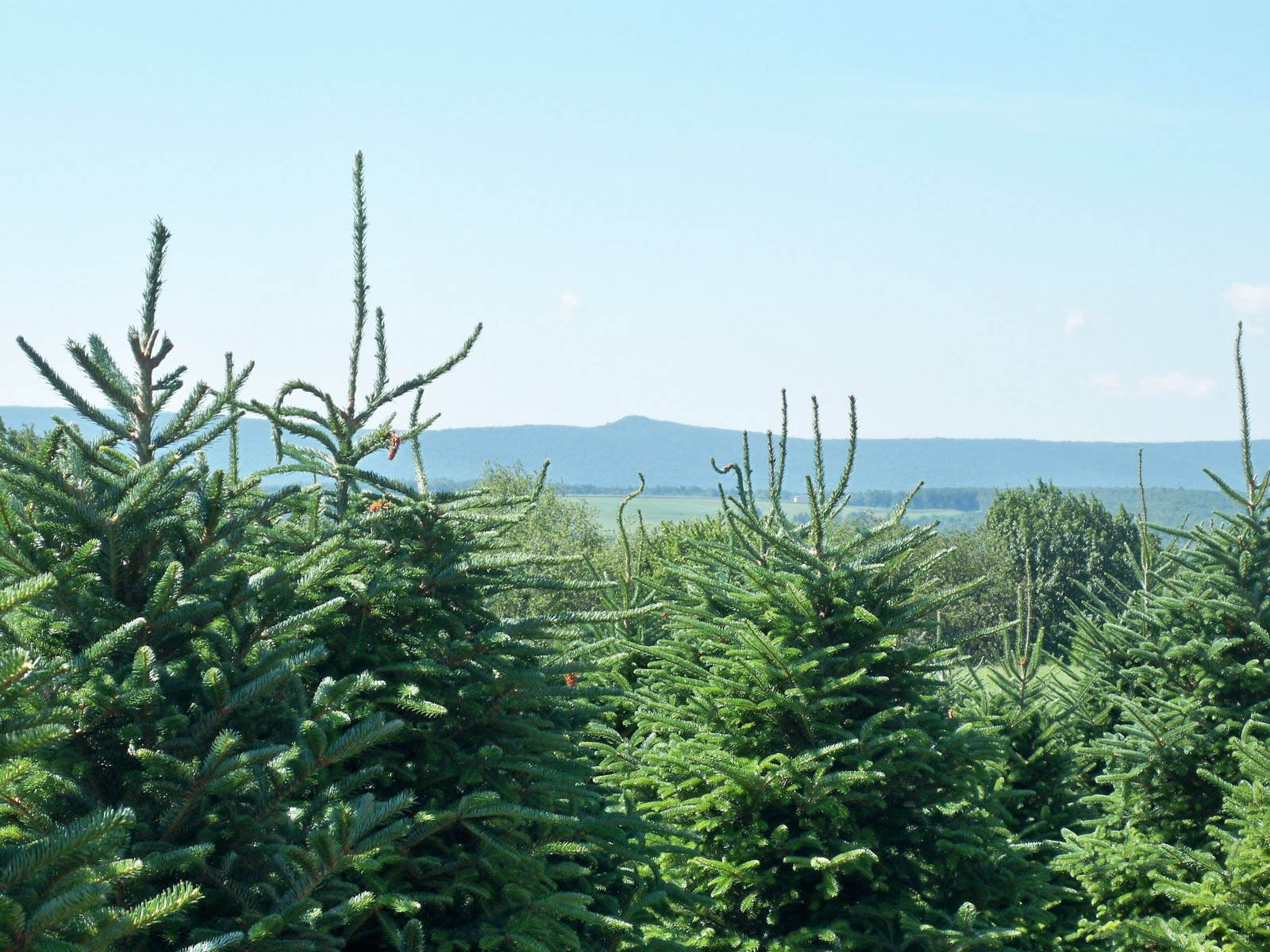 Cultured Carbon County Beisel's Christmas Tree Hill 60 Years of