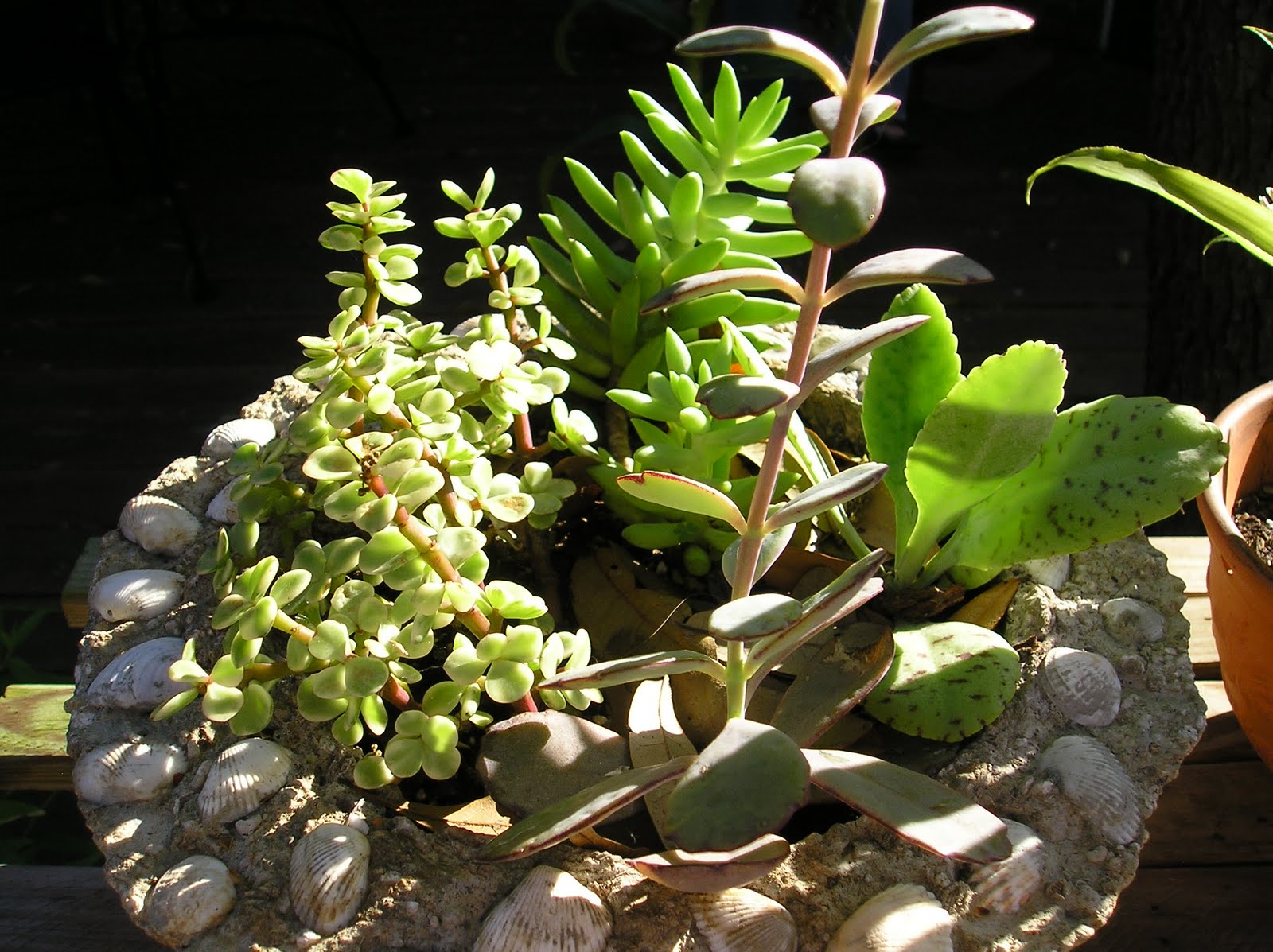 Different Photographs